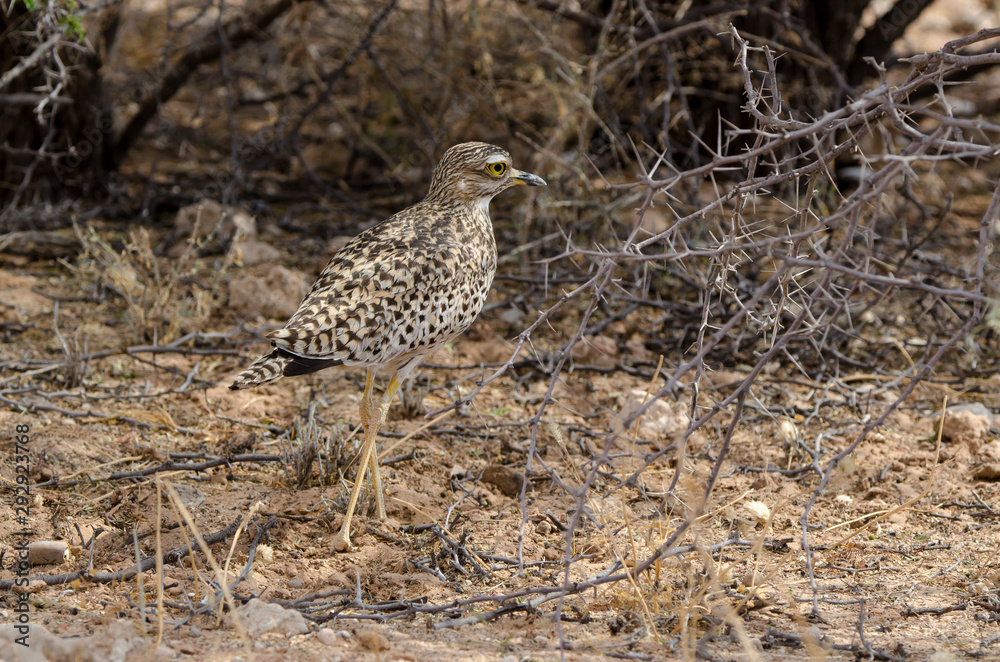 Oedicnème tachard, Burhinus capensis, Spotted Thick knee, Afrique du Sud