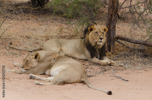 Fototapeta Naklejka Na Ścianę i Meble -  Lion, lionne, Panthera leo, Parc national du Kalahari, Afrique du Sud
