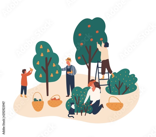 Family working in fruit garden together flat vector illustration. People gathering apples, berries and pears. Grandfather, kids harvesting in backyard orchard characters isolated on white.