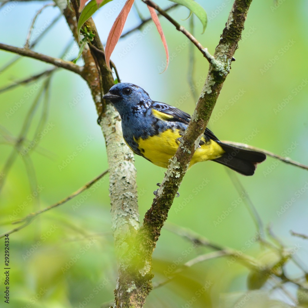 Fototapeta premium Ave Caquetá2