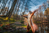 Funny red squirrell standing in the forest like Master of the Universe.