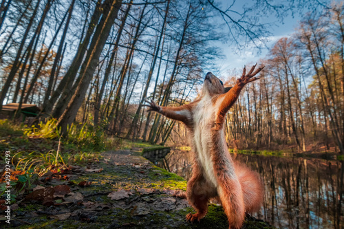 Fototapeta Śmieszna czerwona wiewiórka stojąca w lesie jak Mistrz Wszechświata.