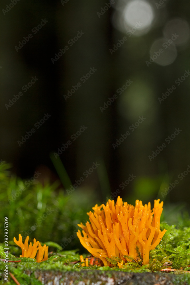 Φωτογραφία Brightly coloured Yellow Stag-horn Fungus, a Coral fungus, growing in moss on a