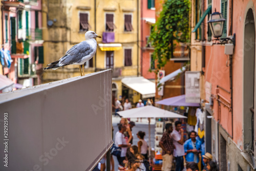 Obraz na płótnie Riomaggiore, Cinque Terre, Italy - August 17, 2019: seagull on the eaves of a busy street, resort town in Europe on the shore of the Ligurian Sea w salonie