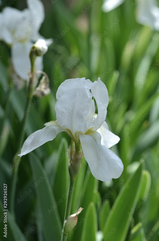 Obraz premium flowers