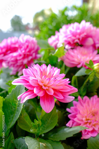 Beautiful bright pink dahlias bloom in the garden.