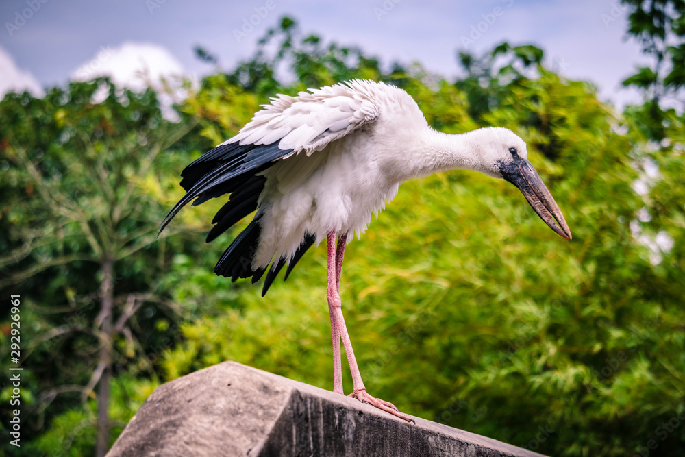 Fototapeta premium Stork