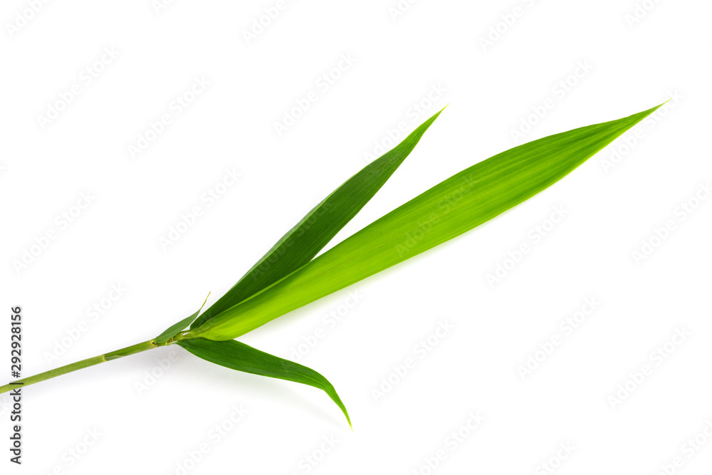 Bamboo branch Bamboo branch