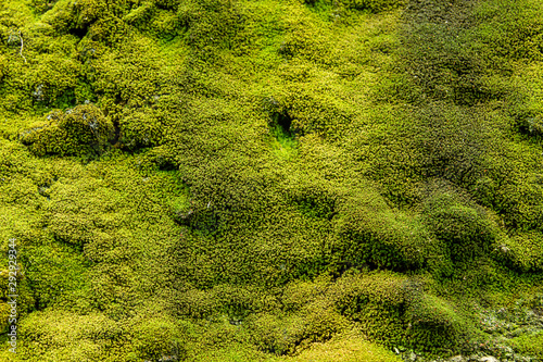 Green moss carpet in the forest soil