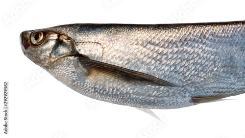 Silver fish on black background. Sabrefish photo