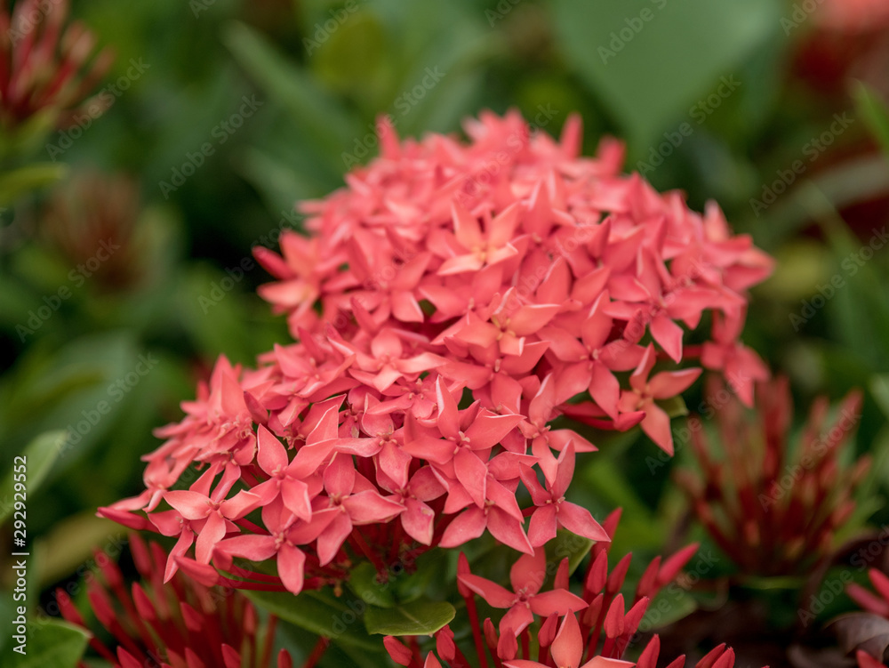 Red pink spike flower in the garden