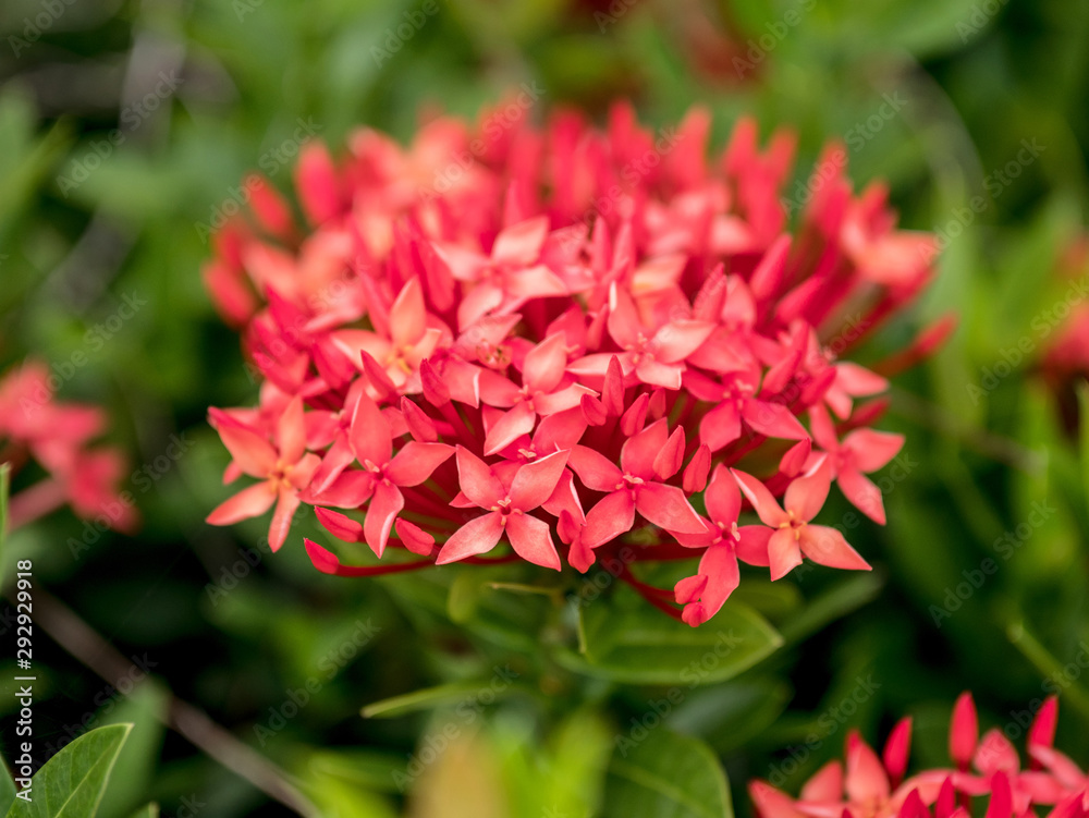 Red pink spike flower in the garden Red pink spike flower in the garden