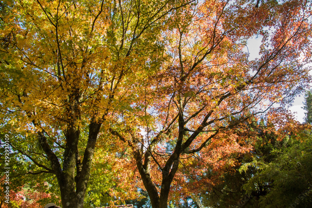 Beautiful autumn scenery at Fushoushan in Taiwan, Asia. The fallen leaves beautiful color picture.