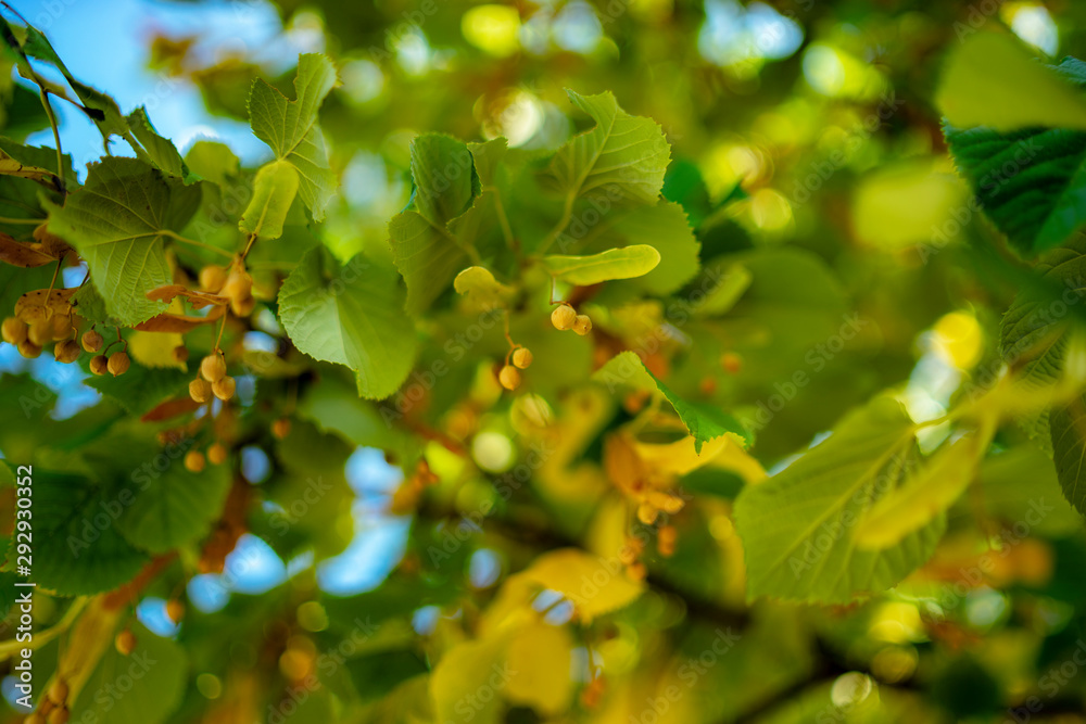 Fototapeta premium linden leaves on tree