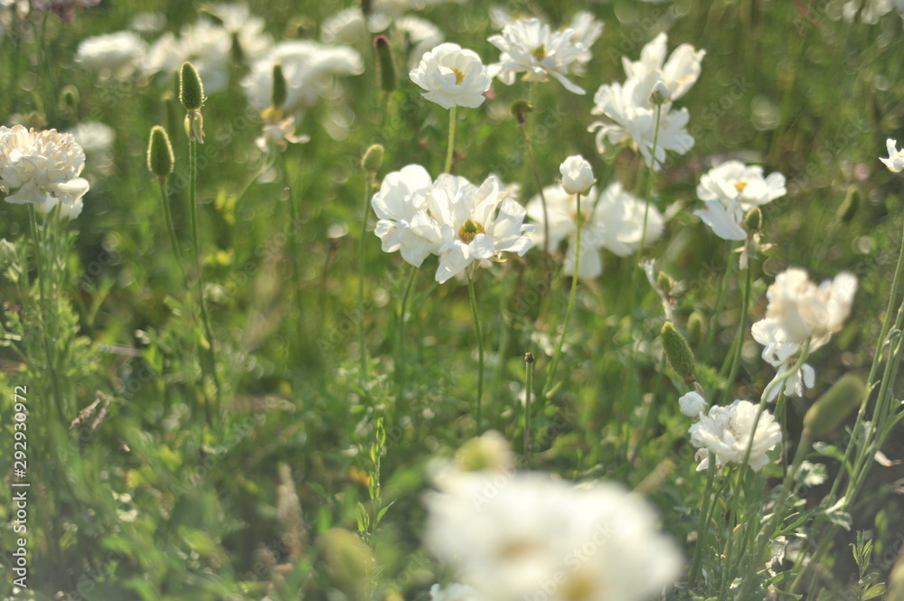 flowers flowers