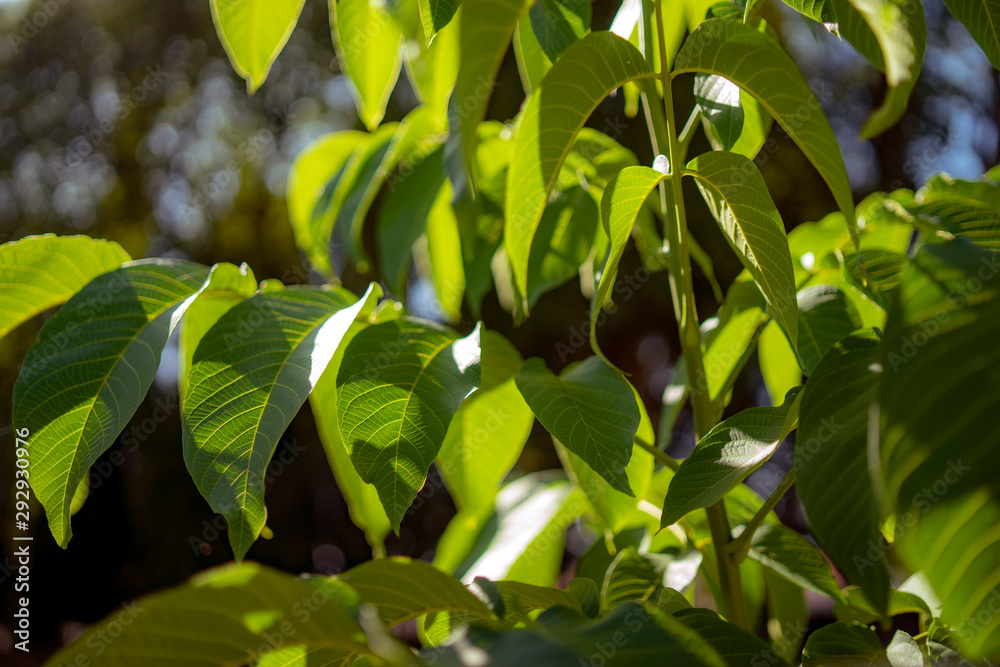 Fototapeta premium green leaves of a tree
