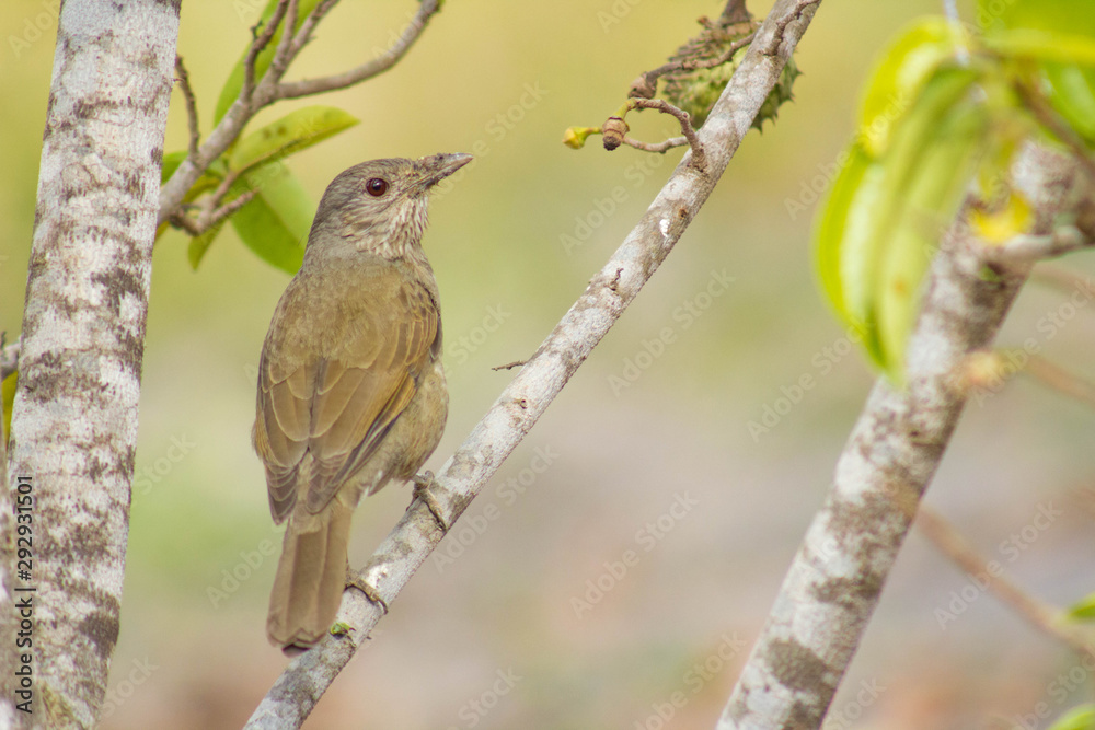 Sabiá laranjeira. The Orange Thrush ,Turdus rufiventris Sabiá laranjeira. The Orange Thrush ,Turdus rufiventris