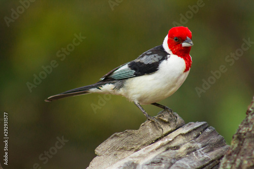 Galo de campina ou Cardeal. The Northeastern Cardinal (scientific name: Paroaria Dominicana), also known as the Meadow Cockerel