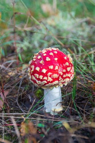 Amanita muscaria, fly agaric or fly amanita, poisonous red and white spotted pine forest mushroom often represented in fairy gardens of with garden gnomes, among the grass and moss, close up