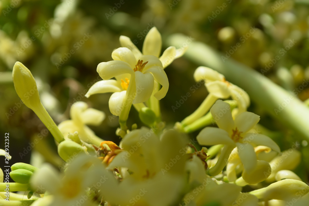 Fototapeta premium papaya flowers close up fruit, blossom nature flora field background wallpaper plant