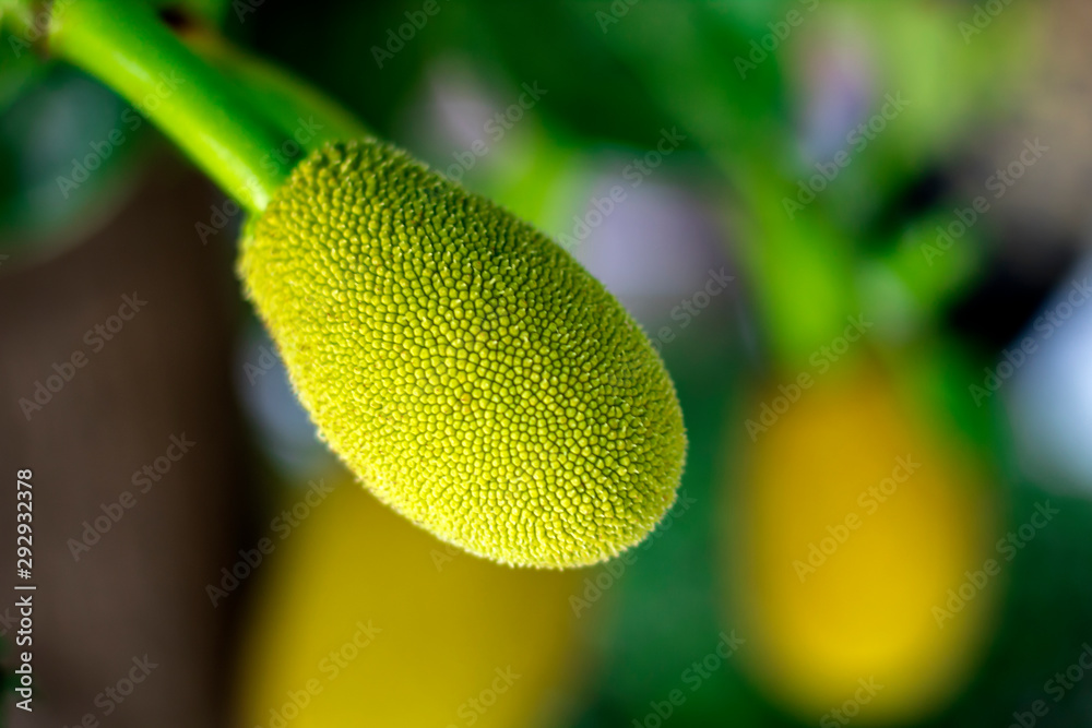  jackfruit on a tree with a blur background