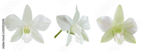 White orchid flowers isolated on white background  different angles . Vector illustration for decoration wedding or holiday invitation card.