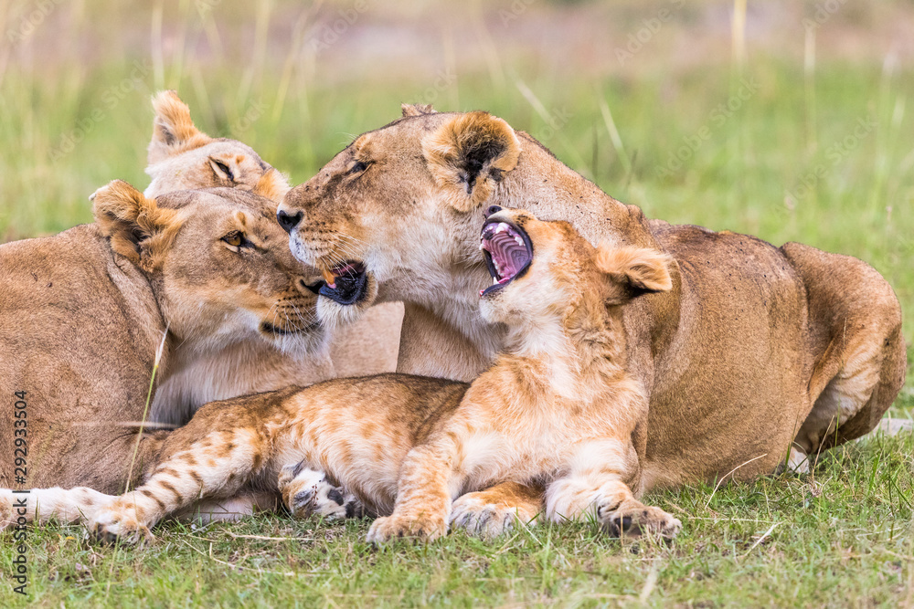 Fototapeta premium Lion Flock with a yawning lion cub