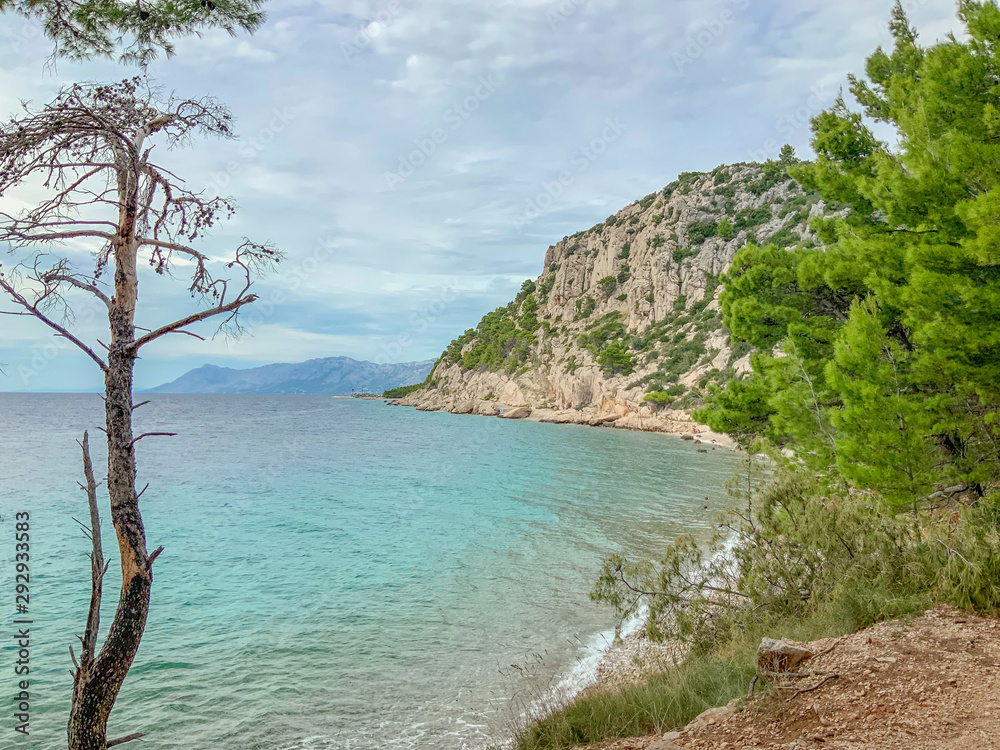 Pine Trees waterfront view, in Makarska riviera, Dalmatia region of Croatia