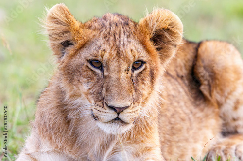 Fototapeta Naklejka Na Ścianę i Meble -  Lion Cub lying and watching the savannah
