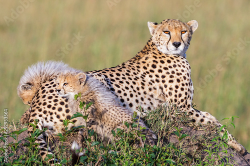 Resting Cheetah with two curious cubs