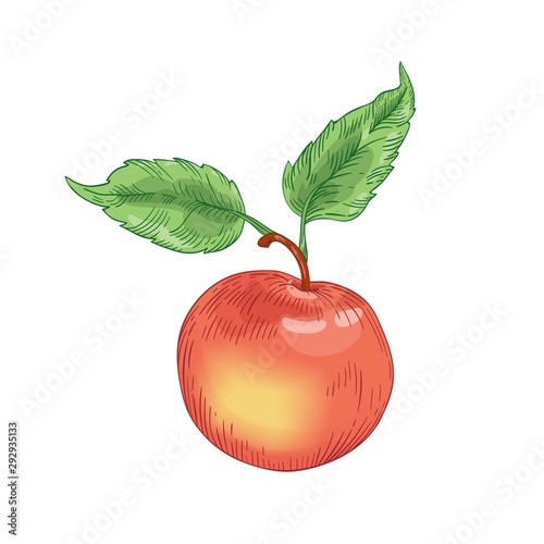 Red ripe apple with leaves hand drawn vector illustration. Whole raw fruit isolated on white background. Healthy nutrition, organic product. Fresh apple design element. Tasty juicy vitamin.