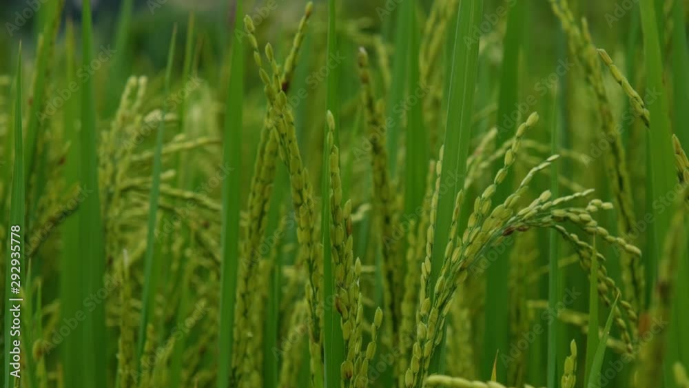 Green paddy field or rice field. Closeup of green paddy rice fields. Royalty high-quality free stock video footage of beautiful close up of organic rice fields or paddy field prepare the harvest Green paddy field or rice field. Closeup of green paddy rice fields. Royalty high-quality free stock video footage of beautiful close up of organic rice fields or paddy field prepare the harvest