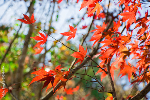 Beautiful autumn scenery at Fushoushan in Taiwan, Asia. The fallen leaves beautiful color picture. photo