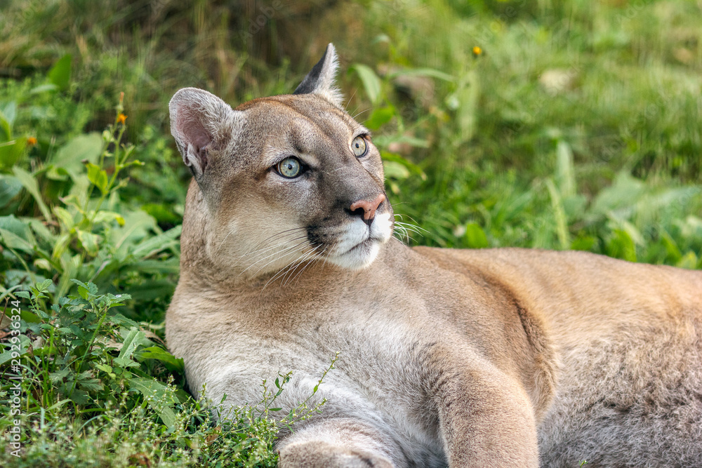 Portrait of puma in forest. American cougar, mountain lion, wildlife America  Stock Photo | Adobe Stock
