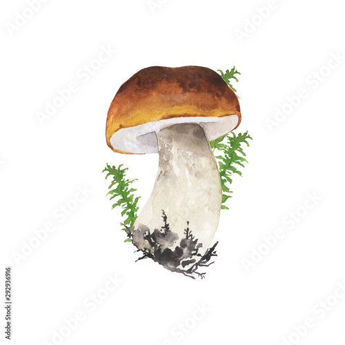 Wild forest mushroom and green herbs isolated on white background. Hand drawn watercolor illustration.