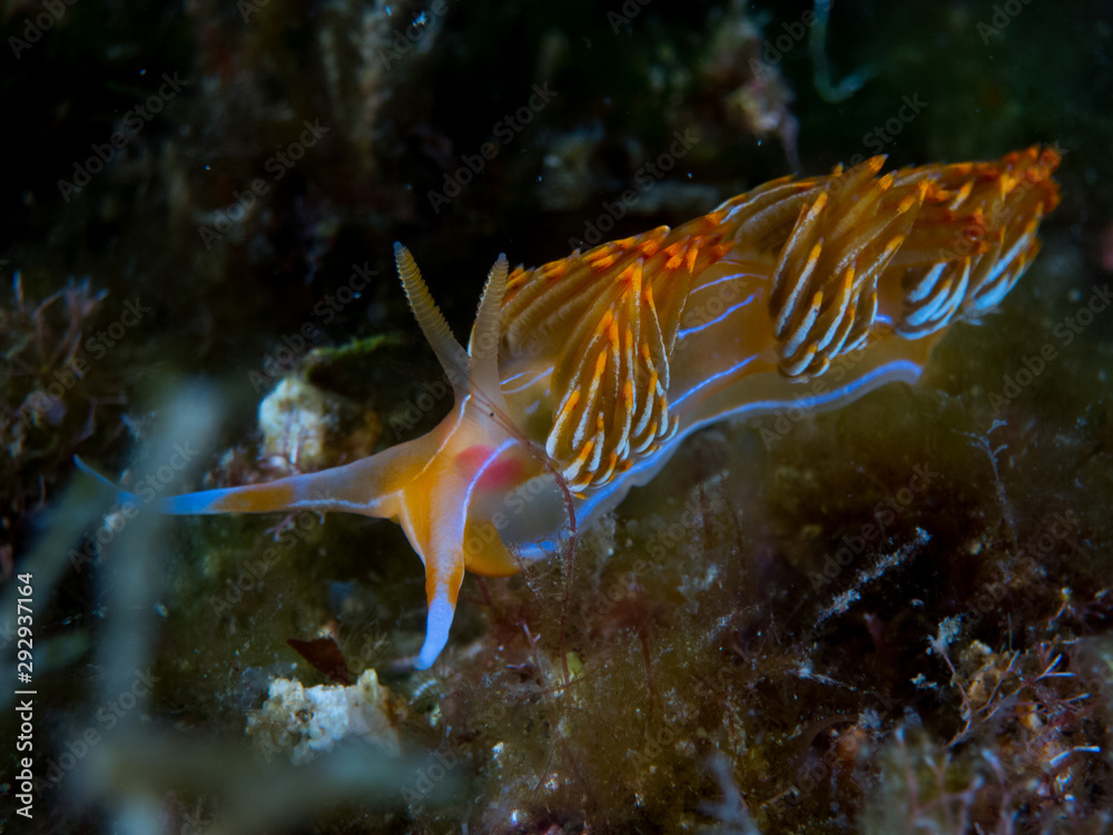 color,nudibranch,life,sea,marine,underwater,macro,animal,diving,tropical,nature,background,colorful,scuba,white,water,ocean,asia,animals,reef,yellow,beautiful,red,travel,orange,philippines,view,wild,w