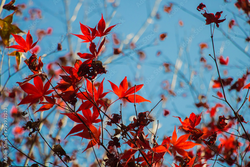 Beautiful autumn scenery at Fushoushan in Taiwan, Asia. The fallen leaves beautiful color picture.