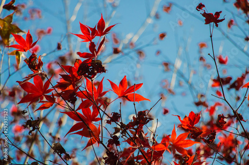 Beautiful autumn scenery at Fushoushan in Taiwan, Asia. The fallen leaves beautiful color picture. © JingLing
