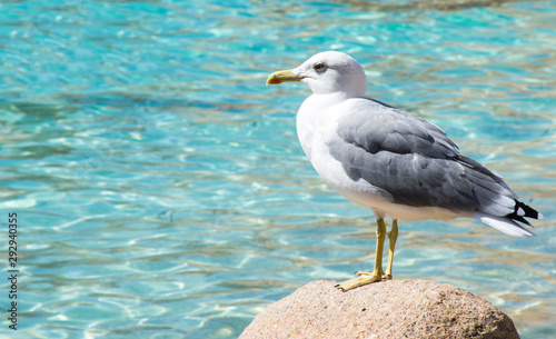 Seagull laying on the rock in front of the crystal clear sea, on the island of Caprera, Sardinia