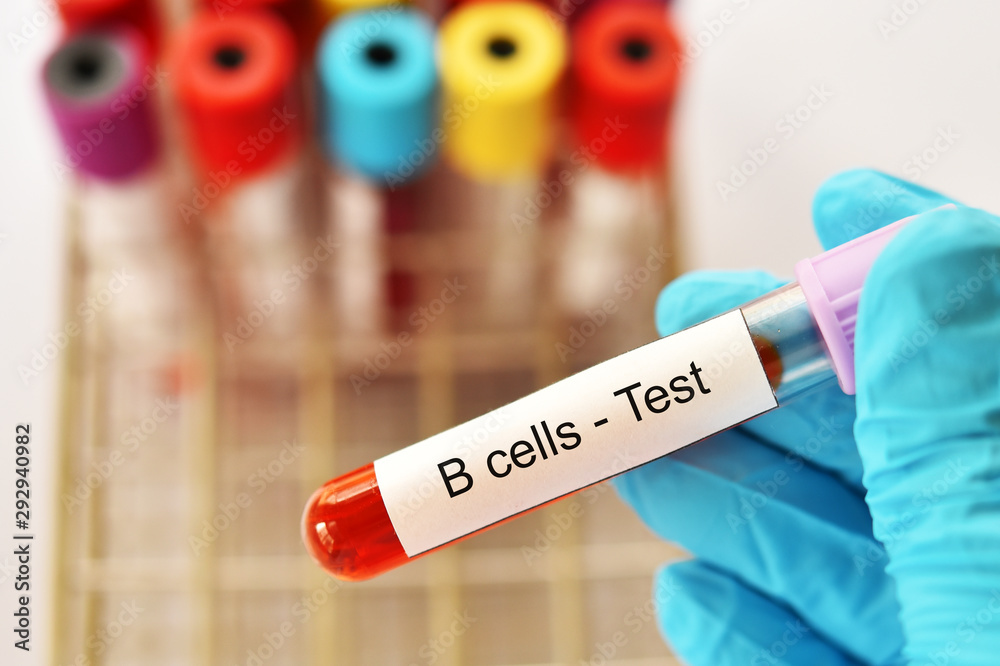 Fototapeta premium Blood sample tube for B lymphocytes or B cells test