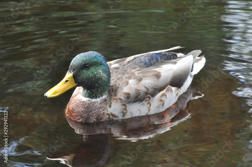 Mallard  photo