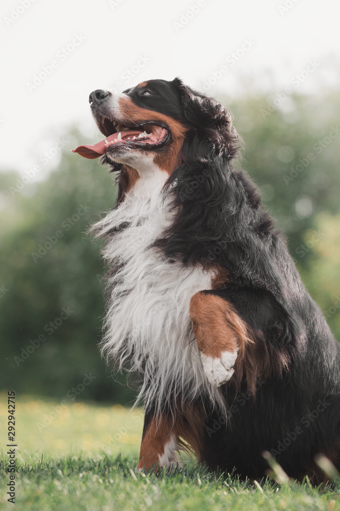 Fototapeta premium Bernese Mountain Dog