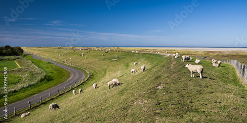Panorama Nordsee Deich und Lamm