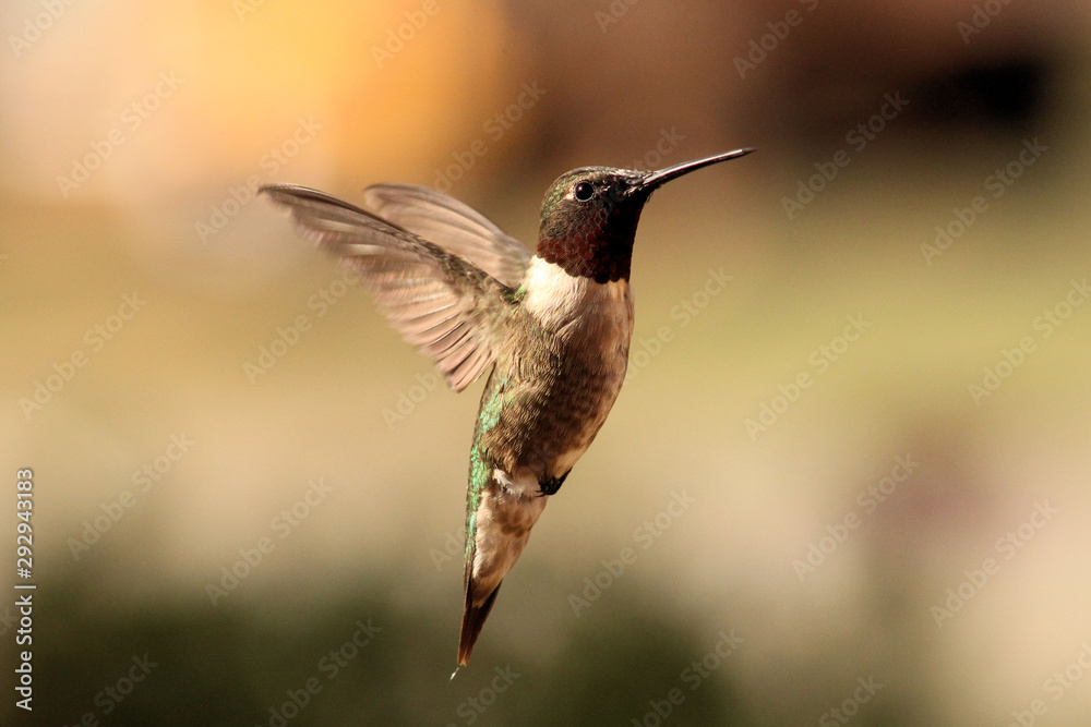 Fototapeta premium Early Morning Flight