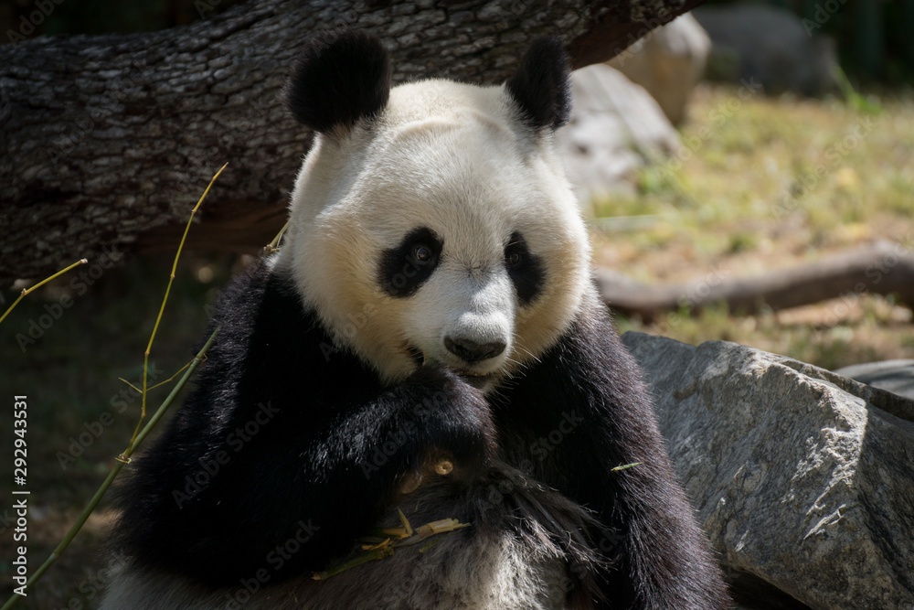 Fototapeta premium Oso panda hembra comiendo bambú en el zoo de Madrid