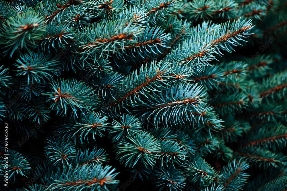 Blue fir tree close up.  Christmas background