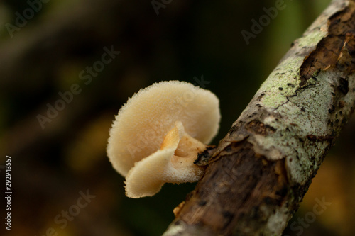 champignon jaune des bois