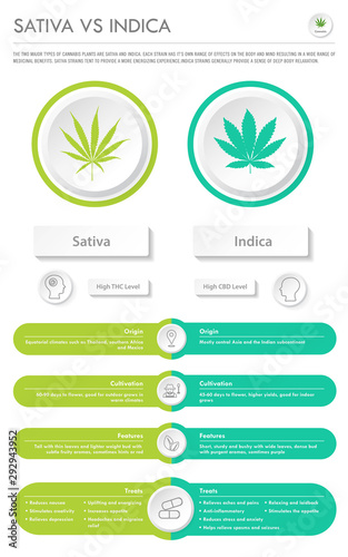 Sativa vs Indica horizontal vertical infographic illustration about cannabis as herbal alternative medicine and chemical therapy, healthcare and medical science vector.