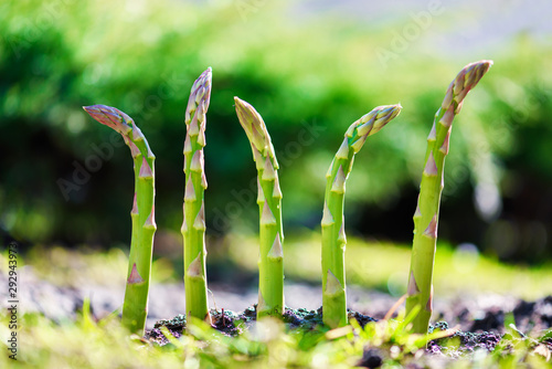 Young green asparagus sprout in garden growth closeup. Food photography photo
