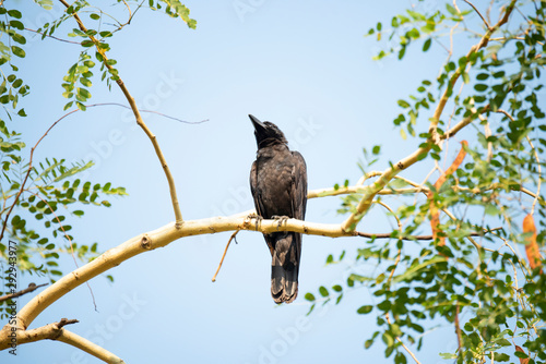 Large-billed crow